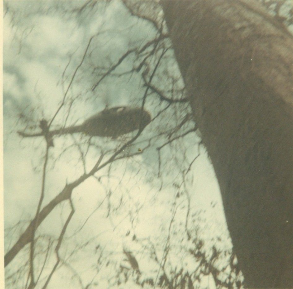 Helicopter above the trees in a photograph from Holloway’s Vietnam collection