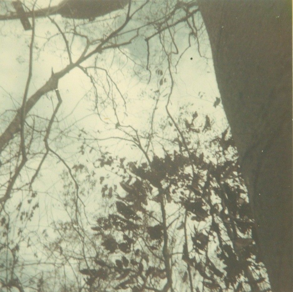 A basket suspended beneath a helicopter, photographed through trees